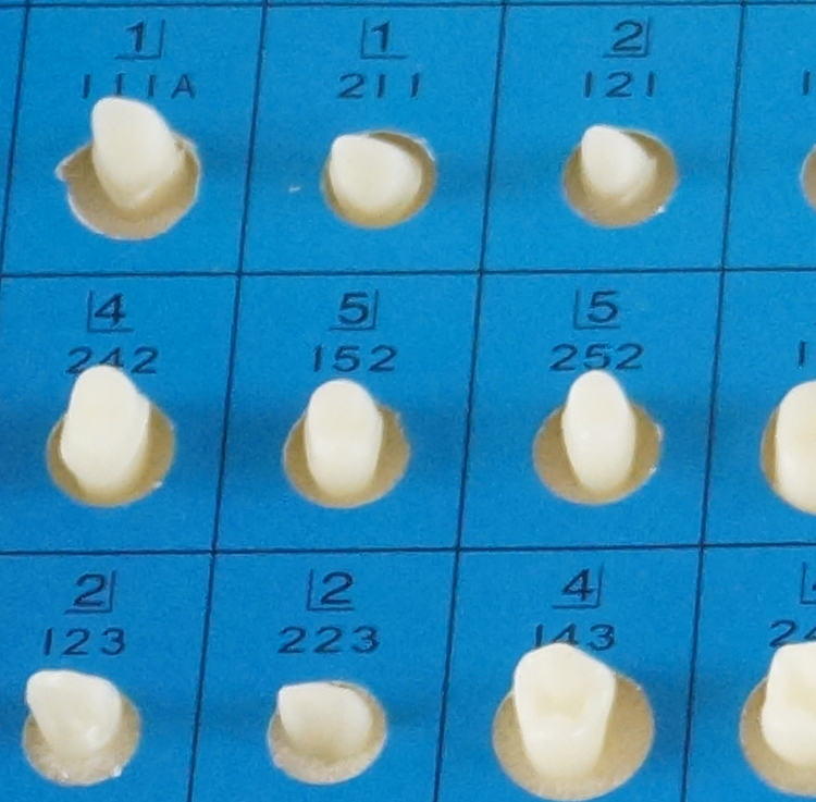 TM-G14 Teeth Preparation